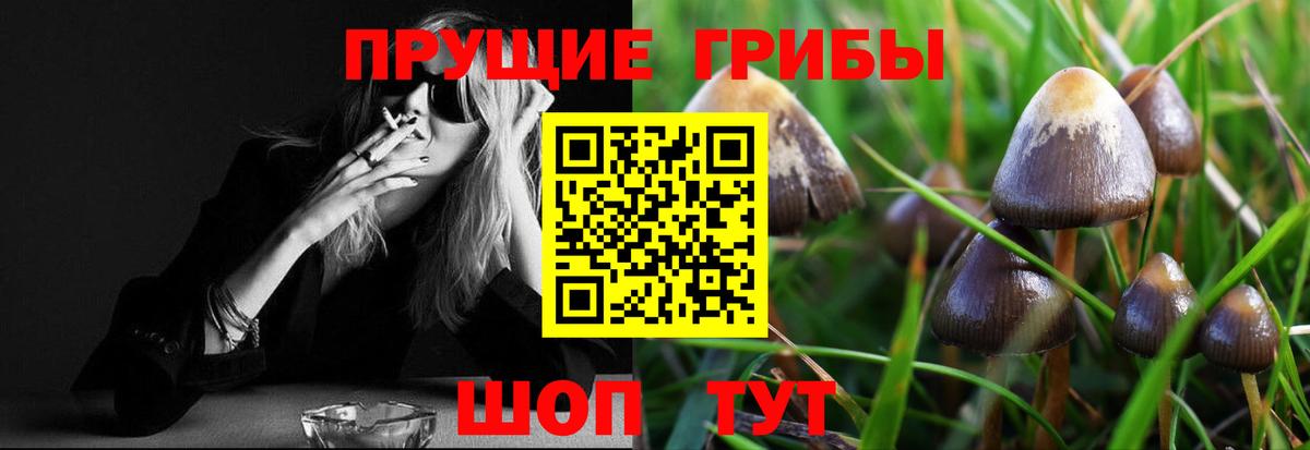 Псилоцибиновые грибы Psilocybine cubensis Татарск